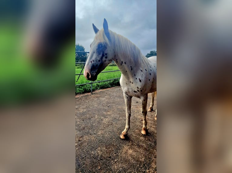 Knabstrup Stallion 2 years 15,3 hh Leopard-Piebald in Rehburg-Loccum