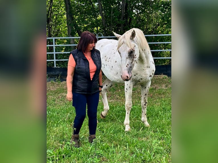 Knabstrup Stallion 2 years 15,3 hh Leopard-Piebald in Rehburg-Loccum