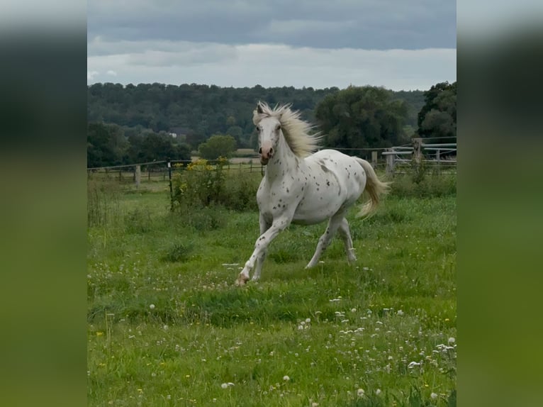 Knabstrup Stallion 2 years 15,3 hh Leopard-Piebald in Rehburg-Loccum