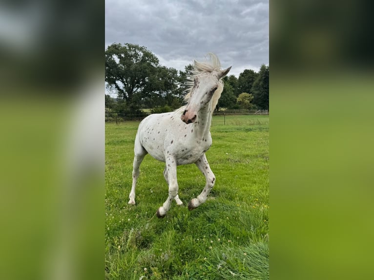 Knabstrup Stallion 2 years 15,3 hh Leopard-Piebald in Rehburg-Loccum