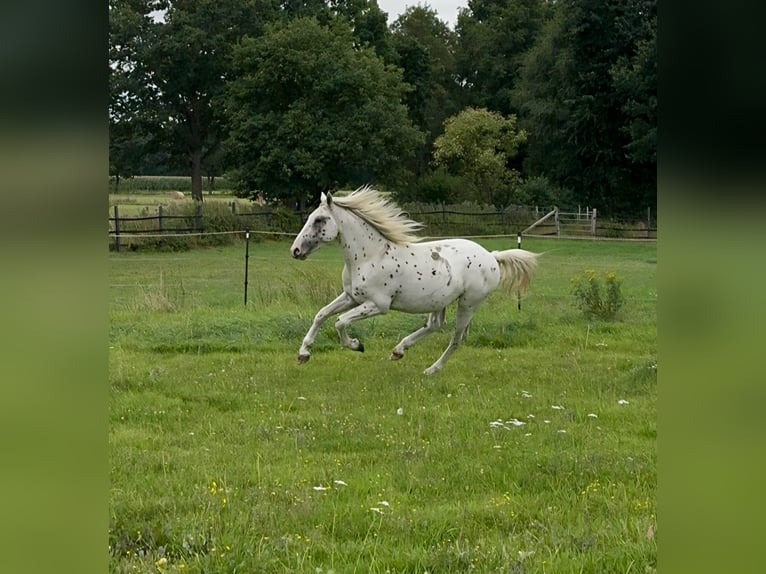 Knabstrup Stallion 2 years 15,3 hh Leopard-Piebald in Rehburg-Loccum