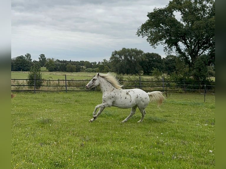 Knabstrup Stallion 2 years 15,3 hh Leopard-Piebald in Rehburg-Loccum