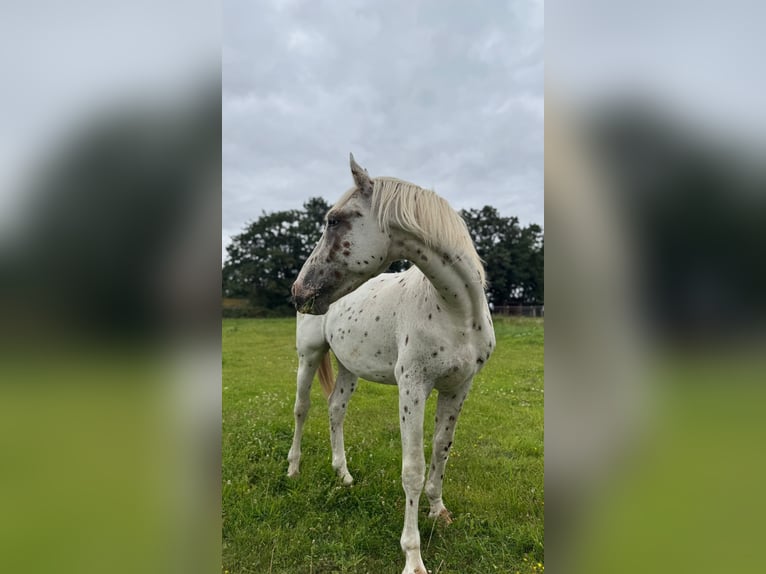 Knabstrup Stallion 2 years 15,3 hh Leopard-Piebald in Rehburg-Loccum
