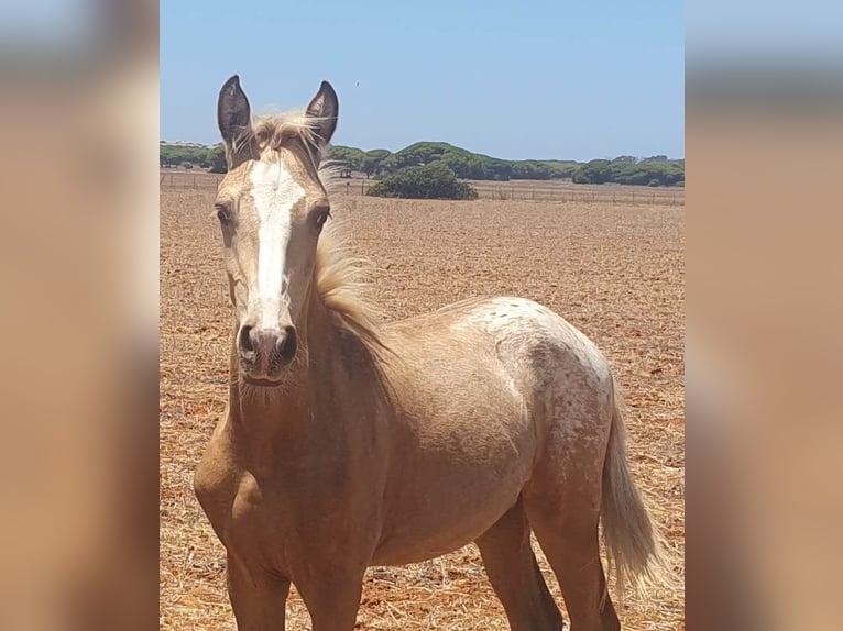 Knabstrup Stallion 2 years in Chiclana de la Frontera