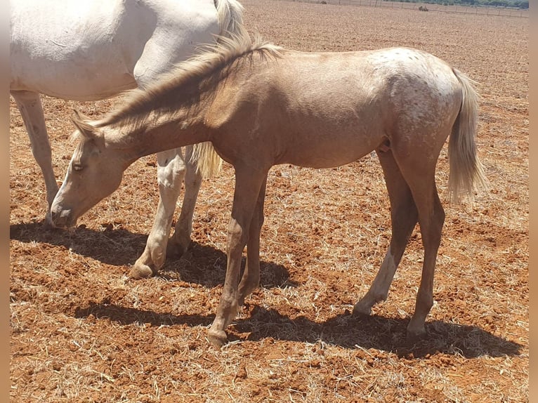 Knabstrup Stallion 2 years in Chiclana de la Frontera