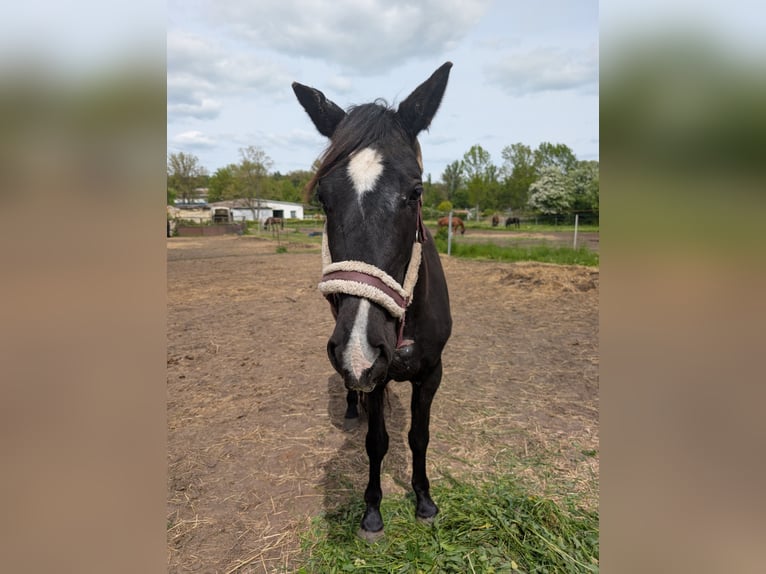 Knabstrup Mix Stallion 3 years 12,2 hh Black in Magdala