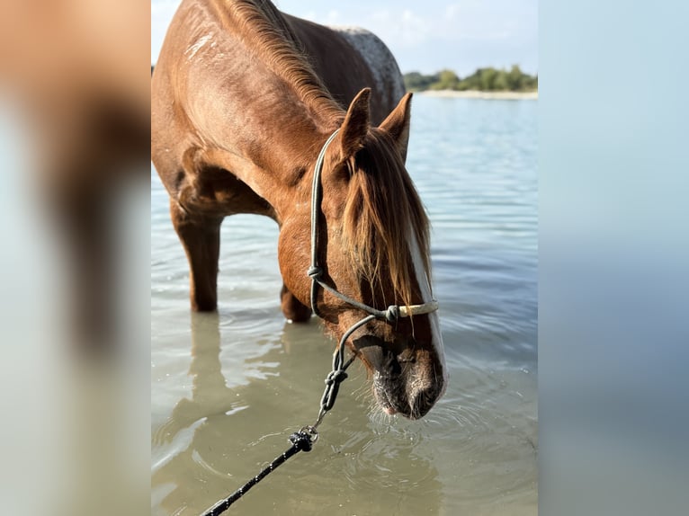 Knabstrup Mix Stallion 3 years 14,2 hh Chestnut-Red in Illerkirchberg