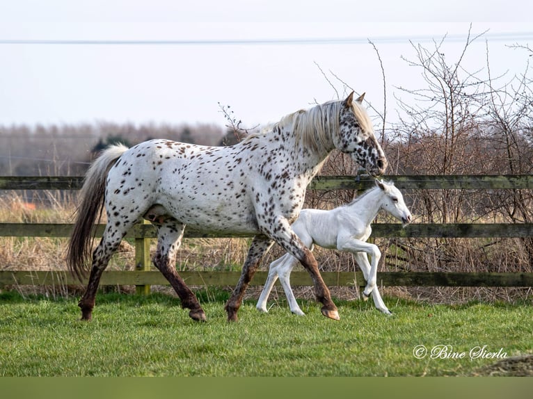 Knabstrup Stallion 3 years 15.2 hh Leopard-Piebald in Fredensborg