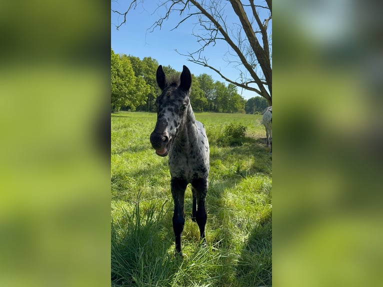 Knabstrup Stallion 3 years 15.2 hh Leopard-Piebald in Rehburg-Loccum Münchehagen
