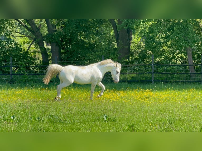 Knabstrup Stallion 3 years 15.2 hh Leopard-Piebald in Rehburg-Loccum Münchehagen