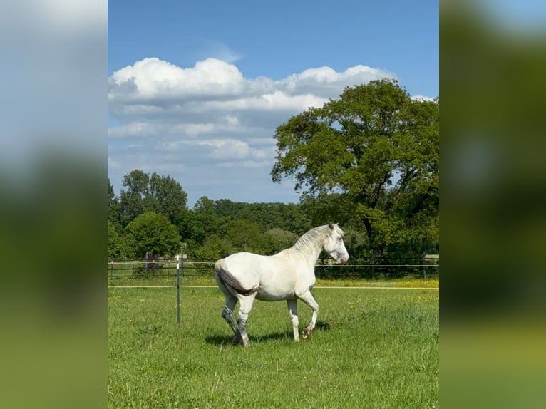 Knabstrup Stallion 3 years 15.2 hh Leopard-Piebald in Rehburg-Loccum Münchehagen