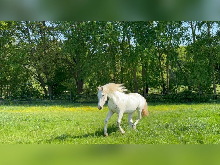 Knabstrup Stallion 3 years 15.2 hh Leopard-Piebald in Rehburg-Loccum Münchehagen