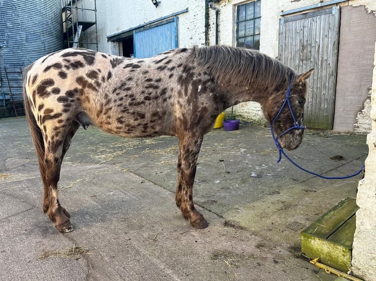 Knabstrup Stallion 3 years 15,2 hh Roan-Red in Scotland