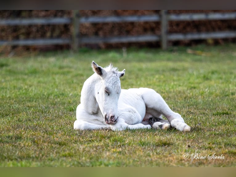 Knabstrup Stallion 3 years 15.2 hh White in Fredensborg