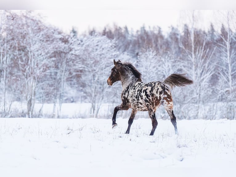 Knabstrup Mix Stallion 3 years 15,3 hh Leopard-Piebald in Augšdaugavas nov.