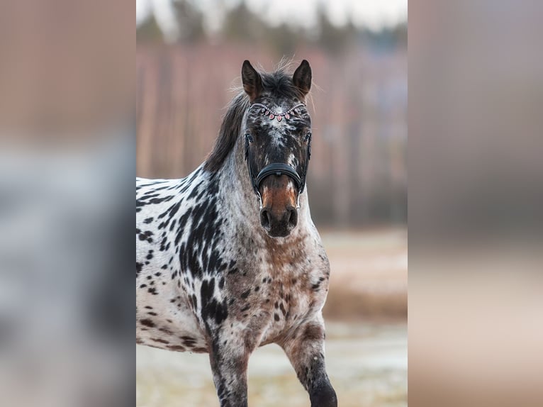 Knabstrup Mix Stallion 3 years 15,3 hh Leopard-Piebald in Augšdaugavas nov.