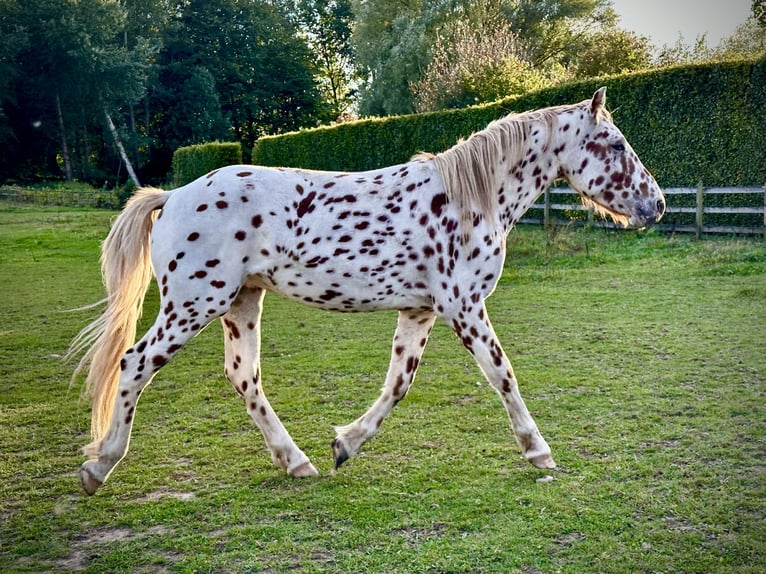 Knabstrup Stallion 3 years 15 hh Leopard-Piebald in Fredensborg
