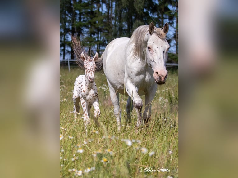 Knabstrup Stallion 3 years 15 hh Leopard-Piebald in Fredensborg