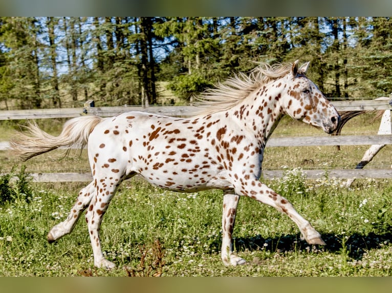 Knabstrup Stallion 3 years 15 hh Leopard-Piebald in Fredensborg