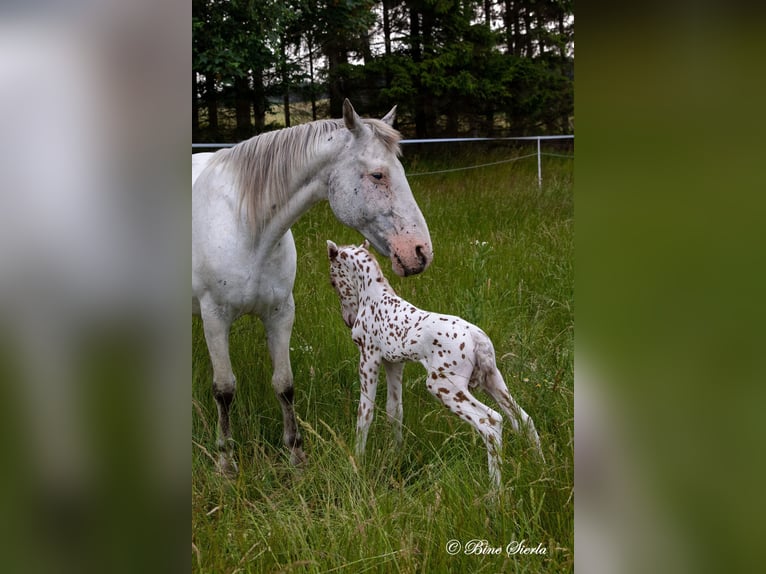 Knabstrup Stallion 3 years 15,1 hh Leopard-Piebald in Fredensborg