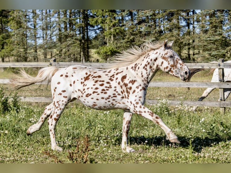 Knabstrup Stallion 3 years 15,1 hh Leopard-Piebald in Fredensborg