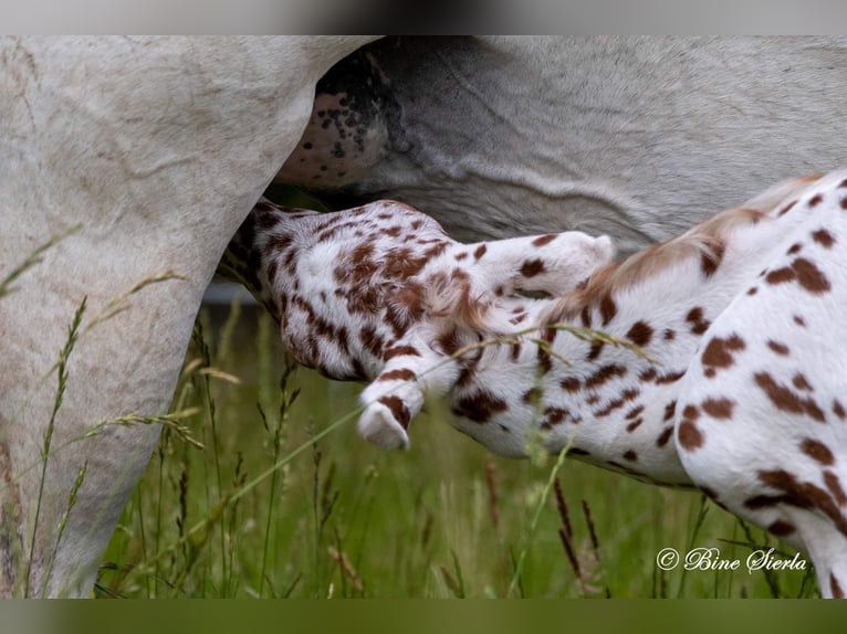 Knabstrup Stallion 3 years 15,1 hh Leopard-Piebald in Fredensborg