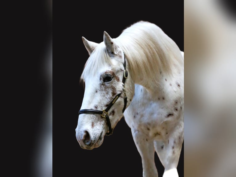 Knabstrup Stallion 3 years 15,2 hh Leopard-Piebald in Rehburg-Loccum Münchehagen