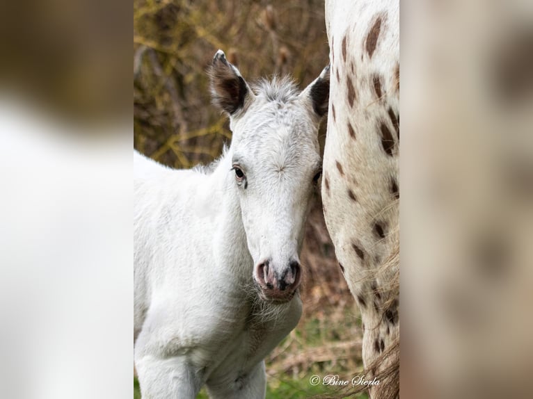 Knabstrup Stallion 3 years 15,2 hh White in Fredensborg