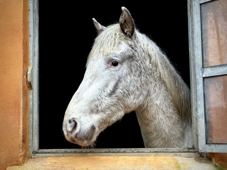 Knabstrup Stallion 3 years 15,2 hh White in Fredensborg