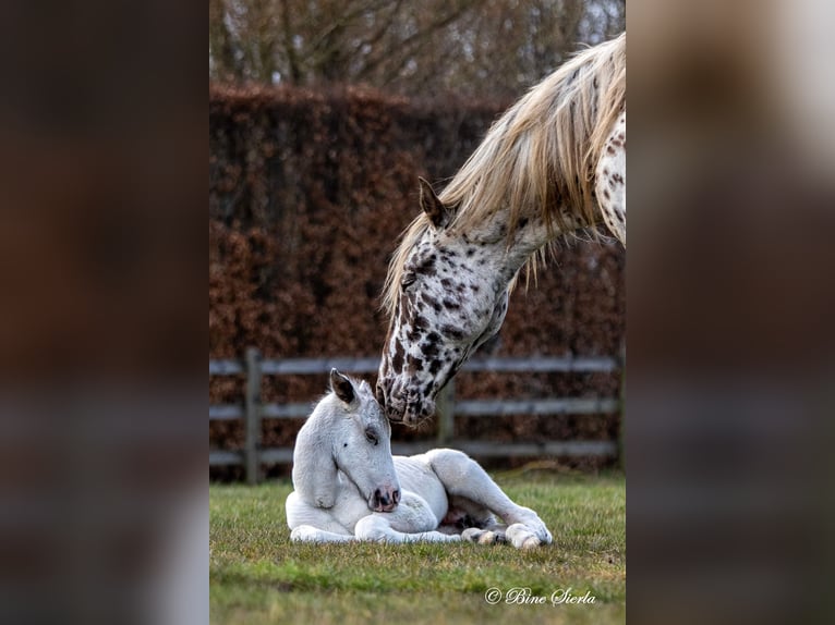 Knabstrup Stallion 3 years 15,2 hh White in Fredensborg