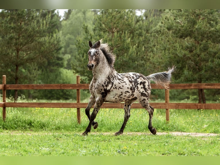 Knabstrup Mix Stallion 3 years 15,3 hh Leopard-Piebald in Aug&#x161;daugavas nov.