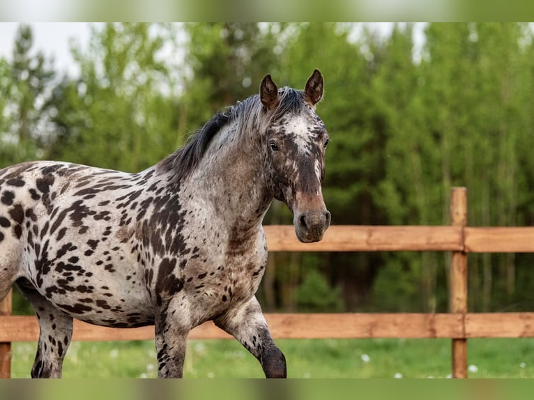 Knabstrup Mix Stallion 3 years 15,3 hh Leopard-Piebald in Aug&#x161;daugavas nov.