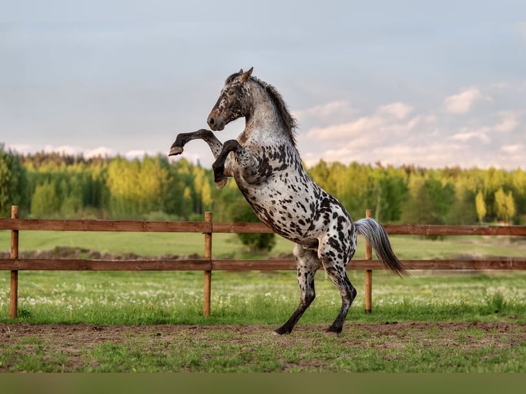 Knabstrup Mix Stallion 3 years 15,3 hh Leopard-Piebald in Aug&#x161;daugavas nov.