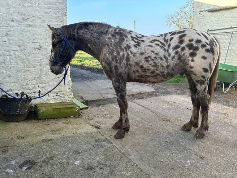 Knabstrup Stallion 3 years Roan-Red in Scotland