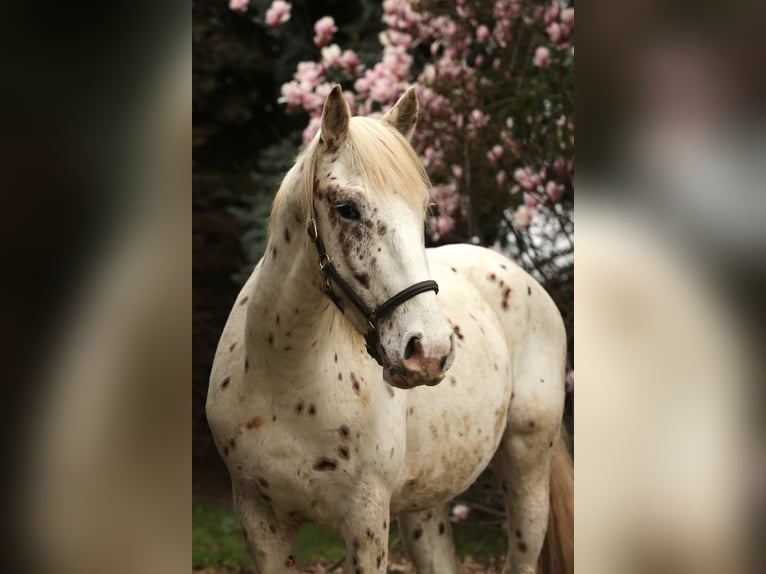 Knabstrup Stallion 4 years 15.1 hh Leopard-Piebald in Rehburg-Loccum Münchehagen