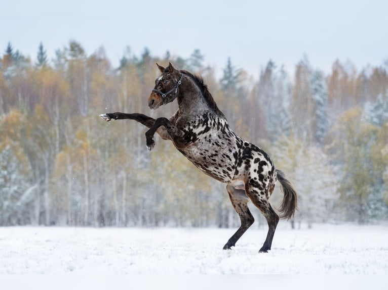 Knabstrup Mix Stallion 4 years 15,2 hh Leopard-Piebald in Daugavpils