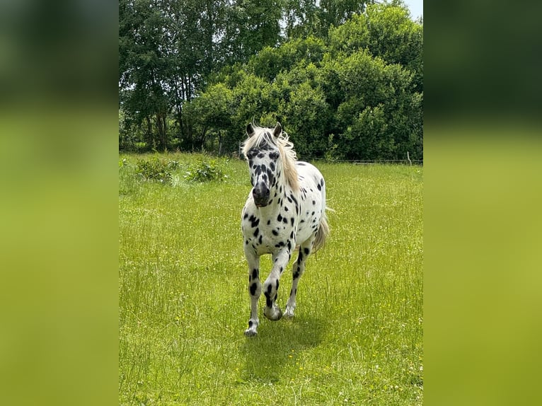Knabstrup Stallion 4 years 15 hh Leopard-Piebald in Mohrkirch
