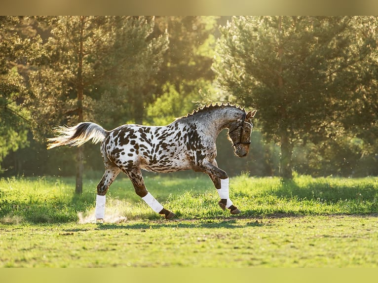 Knabstrup Mix Stallion 5 years 15,3 hh Leopard-Piebald in Aug&#x161;daugavas nov.