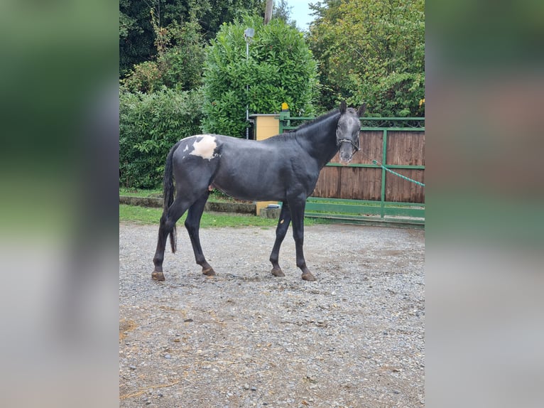 Knabstrup Stallion 5 years 16.2 hh Black in Mariano Comense