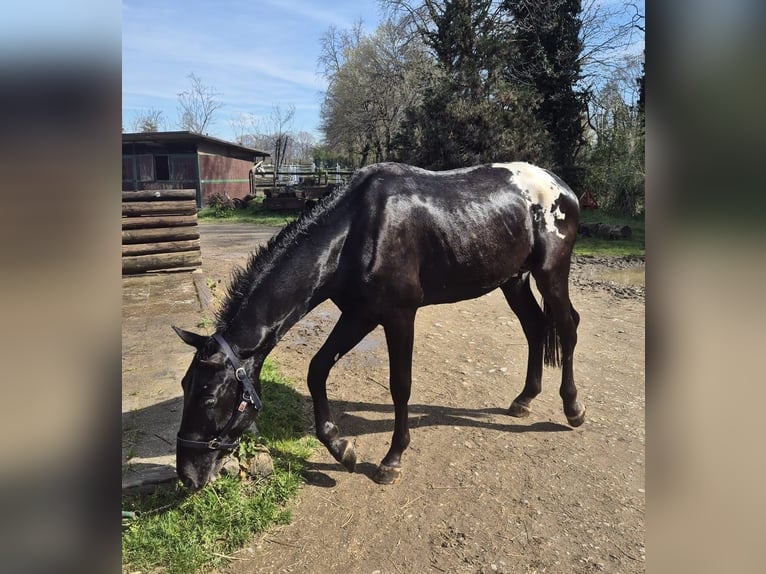 Knabstrup Stallion 5 years 16.2 hh Black in Mariano Comense