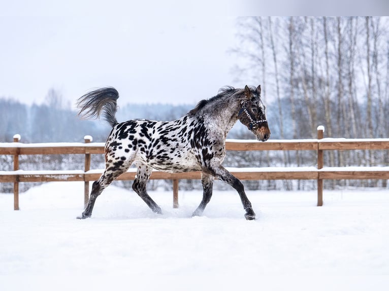 Knabstrup Mix Stallion 6 years 15,3 hh Leopard-Piebald in Augšdaugavas nov.