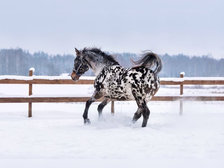 Knabstrup Mix Stallion 6 years 15,3 hh Leopard-Piebald in Augšdaugavas nov.