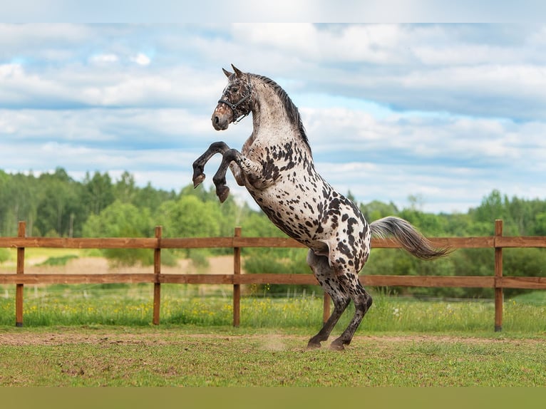 Knabstrup Mix Stallion 6 years 16 hh Leopard-Piebald in Augšdaugavas nov.