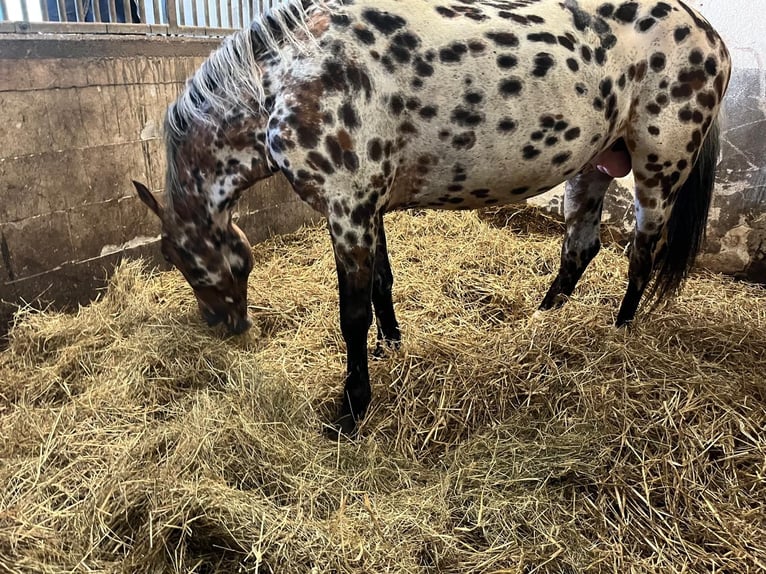 Knabstrup Stallion 7 years 14,3 hh Leopard-Piebald in BrakeL