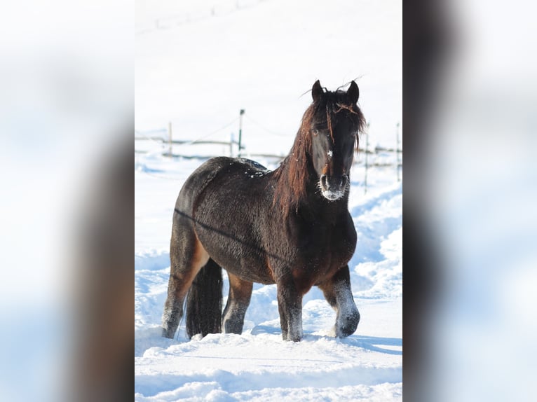 Knabstrup Stallion Bay-Dark in Ro&#xDF;haupten