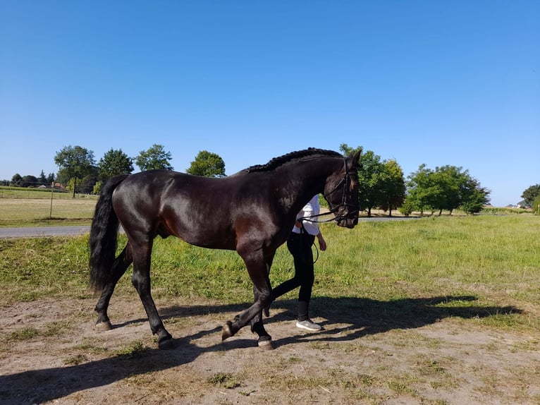 Knabstrup Stallion Bay-Dark in Ro&#xDF;haupten