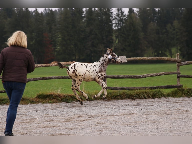 Knabstrup Stallion Bay-Dark in Ro&#xDF;haupten