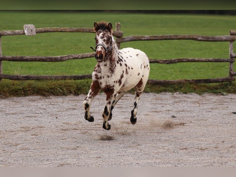 Knabstrup Stallion Bay-Dark in Roßhaupten