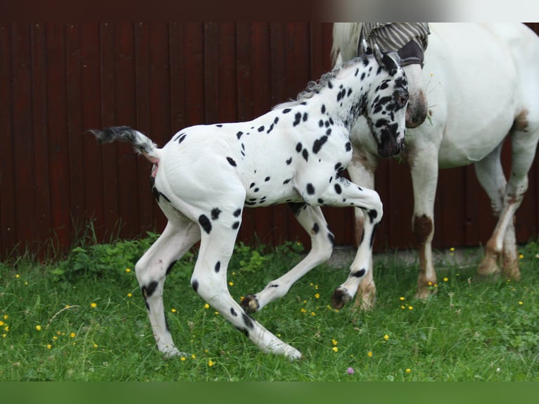 Knabstrup Stallion Bay-Dark in Roßhaupten