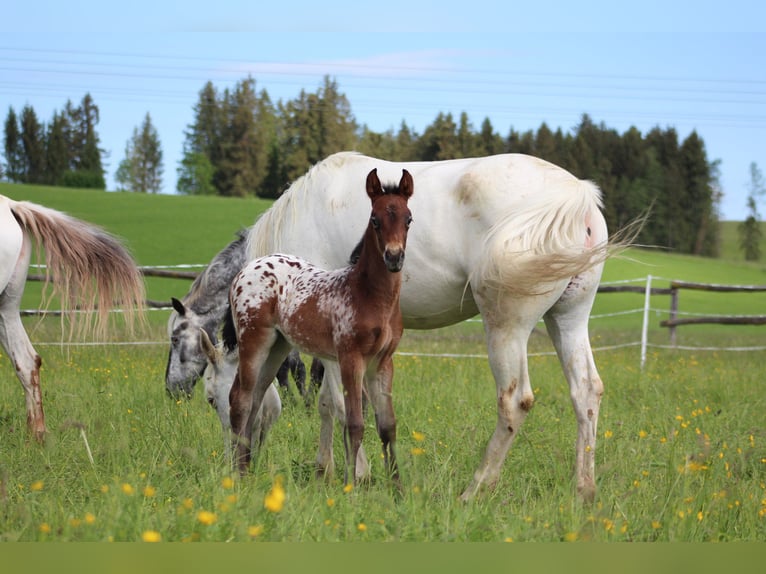 Knabstrup Stallion Bay-Dark in Roßhaupten